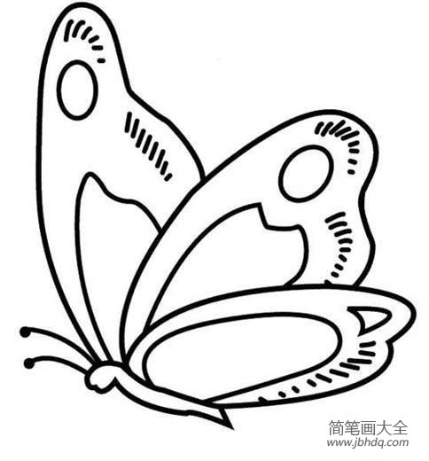 美丽的蝴蝶简笔画