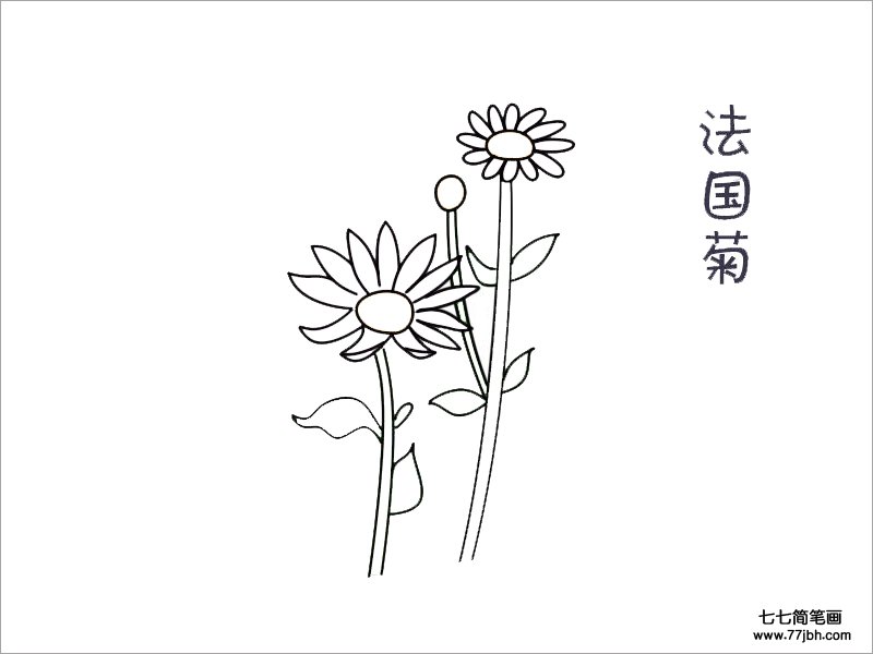 法国菊花简笔画