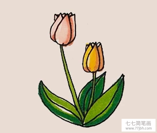 简笔画之郁金香