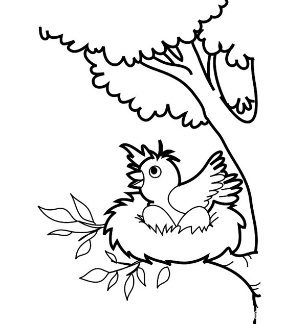树枝上的小鸟简笔画图片