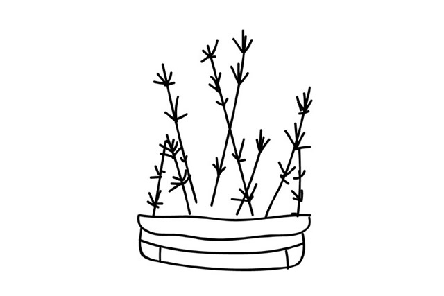 手绘盆栽植物简笔画图片