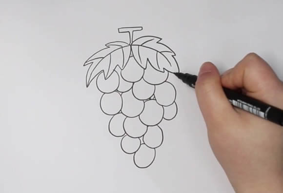 葡萄简笔画画法步骤图片教程
