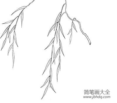 春天的柳树简笔画