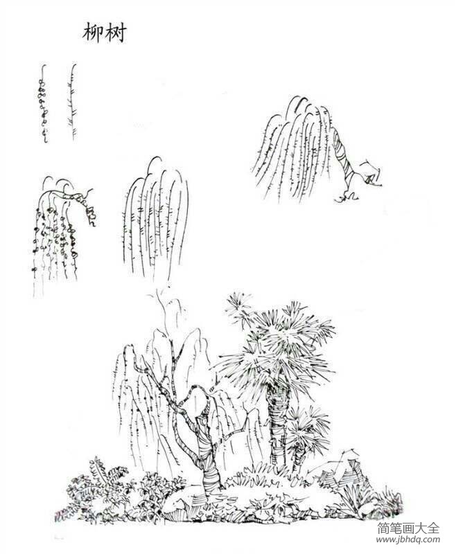 植物图片 柳树简笔画