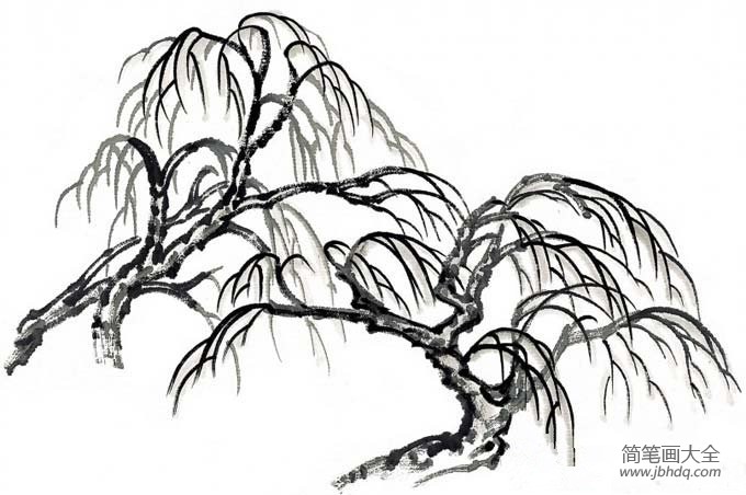 柳树的简笔画图片