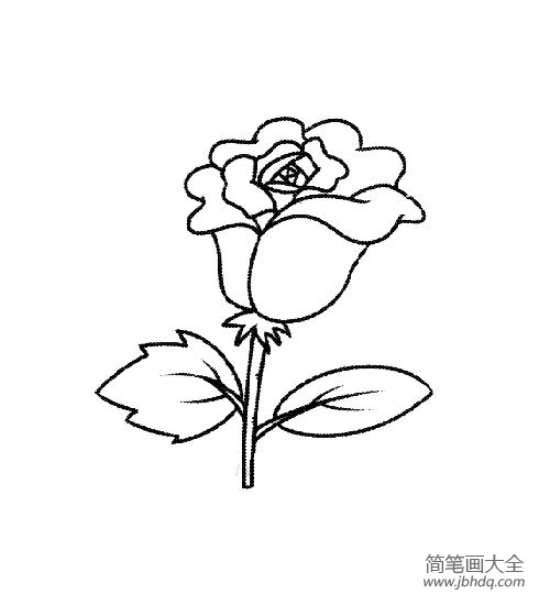 美丽玫瑰花简笔画学习