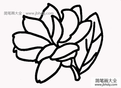 茉莉花简笔画