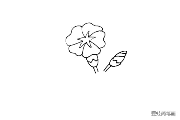 第四步：为喇叭花添上花托和花的枝干，在它的旁边也画上一个花托和小的花骨朵。
