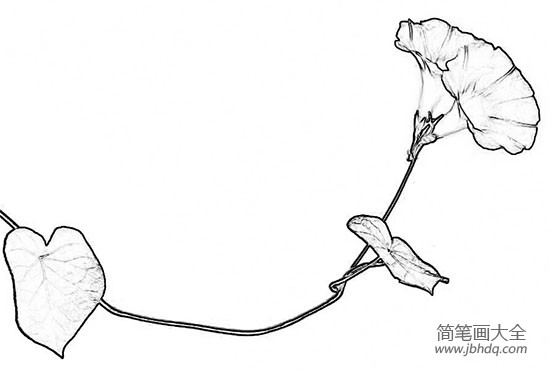 牵牛花简笔画图片2