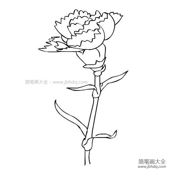 教师节礼物之康乃馨