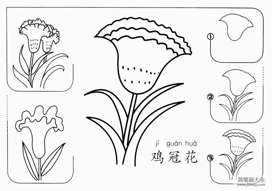 鸡冠花怎么画