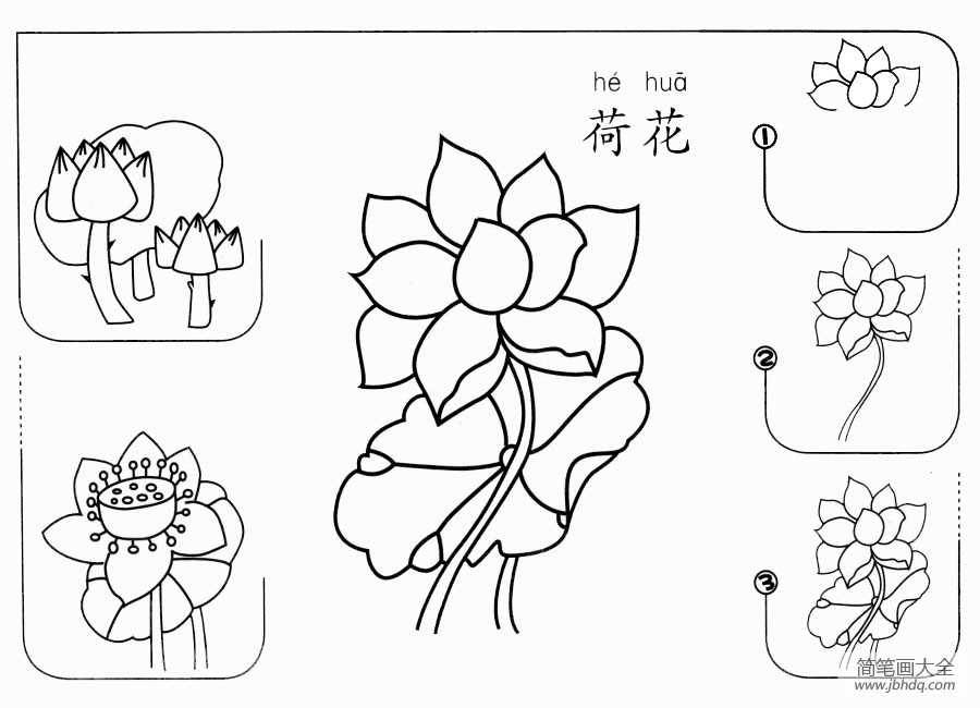 荷花怎么画