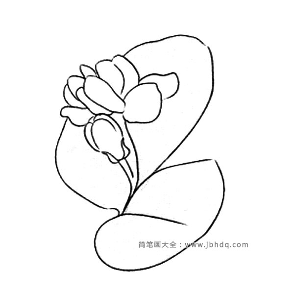 花朵的画法 茉莉花简笔画图片