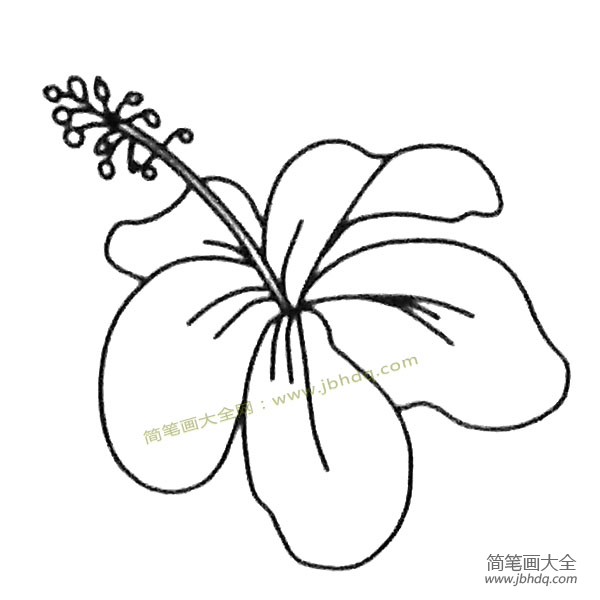 花朵简笔画大全 扶桑花简笔画图片