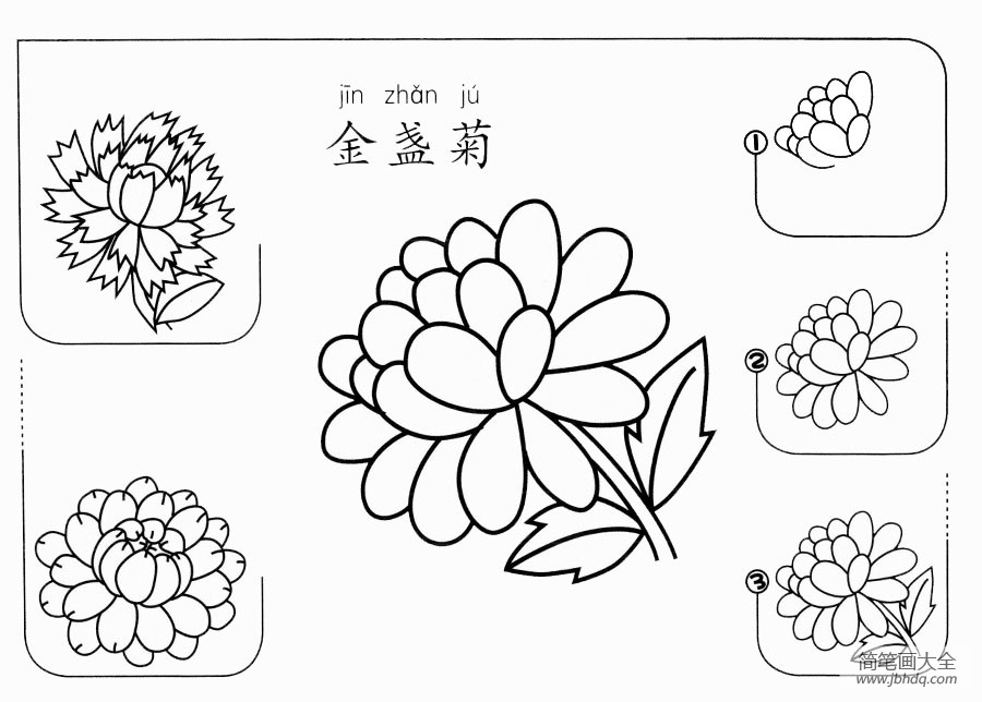 金盏菊怎么画