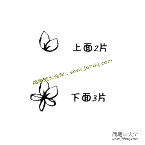 1.先从较大的一朵花开始画起并一次画出5片花瓣。