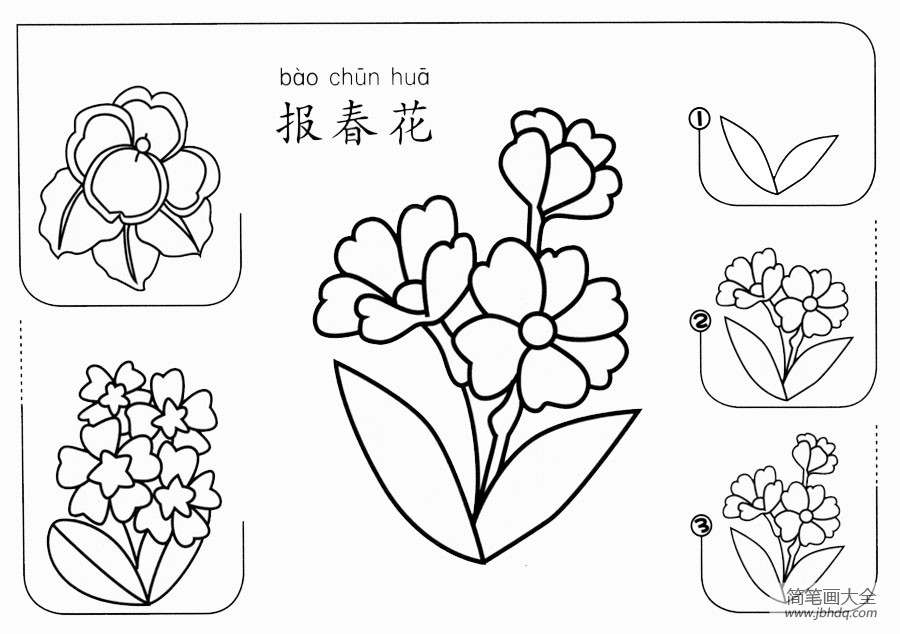 报春花怎么画