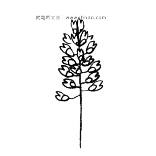 2.从上面开始依次画出花朵，一串红的花朵是两层的。