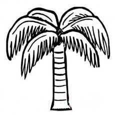 高大笔直的椰子树简笔画图片