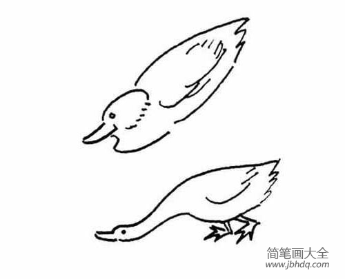 简笔画图片小鸭子