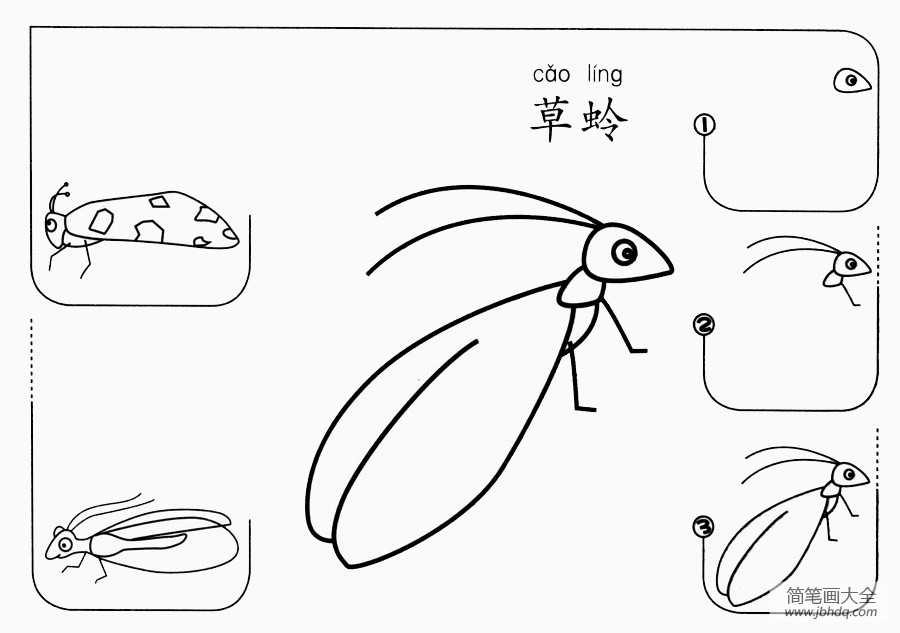 草蛉怎么画