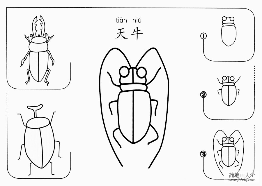 天牛怎么画