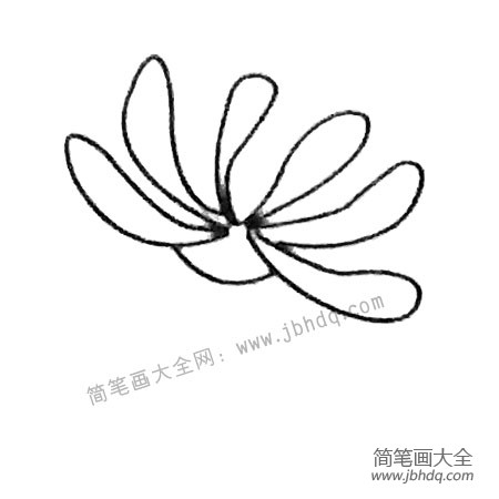 菊花简笔画大全及画法步骤