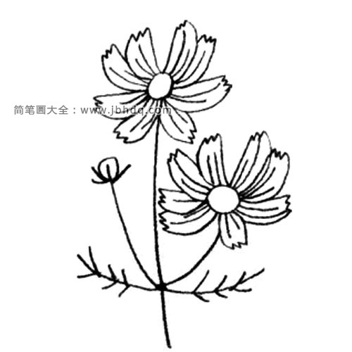 3.画出茎、叶子和花蕾之后，再画出另外一朵花来。