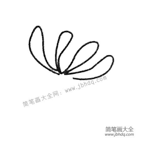 菊花简笔画大全及画法步骤