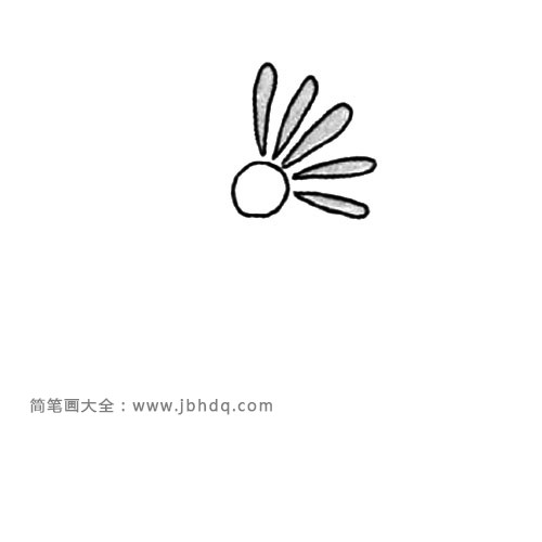 2.在画花瓣，菊花的花瓣长长的，不要画成圆的。