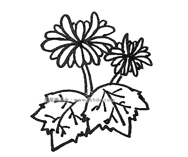 第九步：接着用两条竖线将花和叶子连接起来，并在后面画上一朵小的菊花。