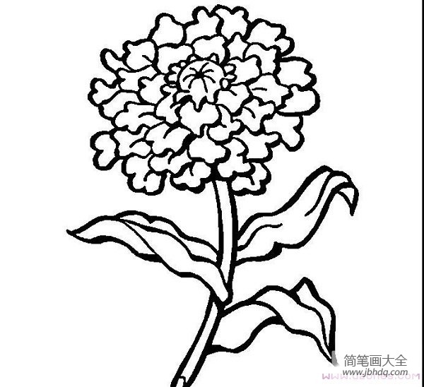 手绘漂亮的菊花简笔画图片