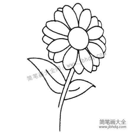 菊花简笔画大全及画法步骤