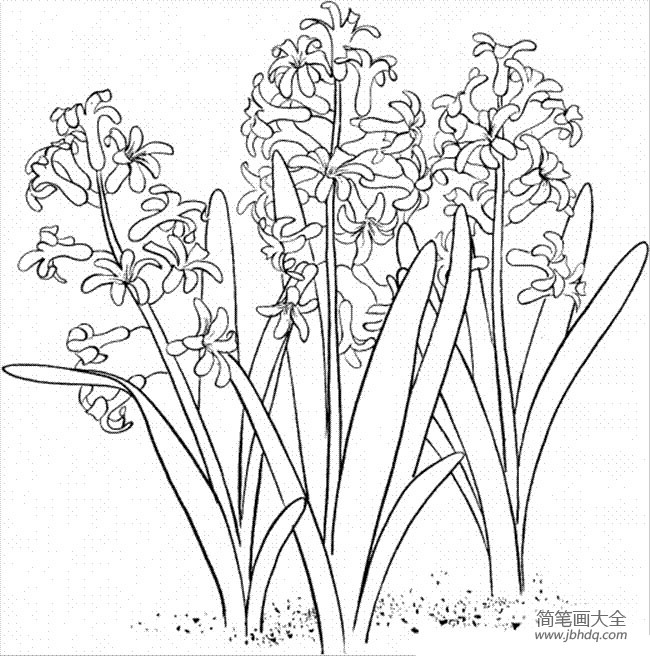 花朵简笔画图片 风信子简笔画