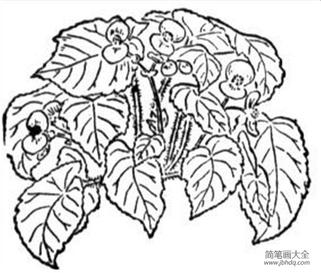 花简笔画图片大全 秋海棠简笔画