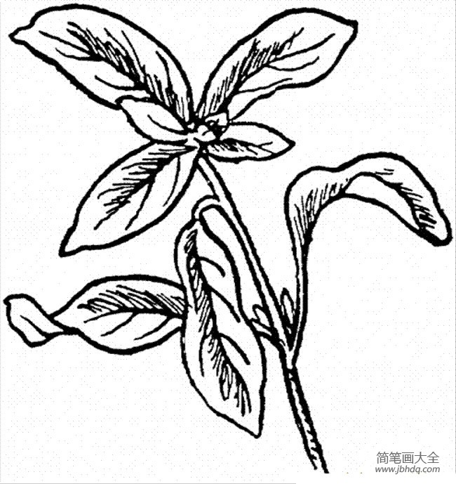 花朵简笔画 墨角兰简笔画