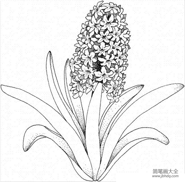 花朵简笔画图片 风信子简笔画