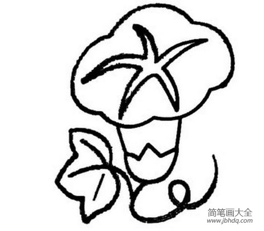 牵牛花简笔画素描 牵牛花简笔画图片