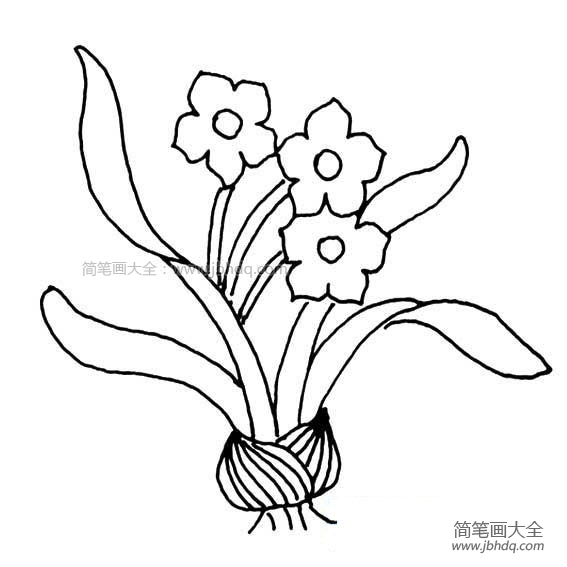 儿童水仙花简笔画