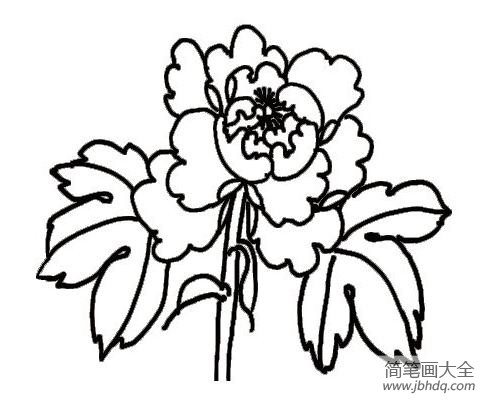 牡丹花简笔画素材 牡丹花图片简笔画