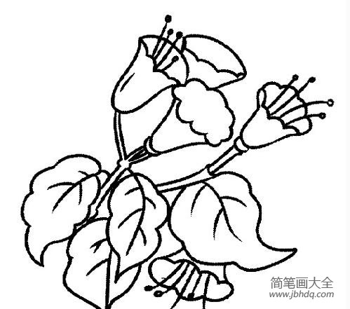 花朵的简笔画 花朵图片简笔画