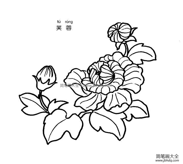 芙蓉简笔画图片