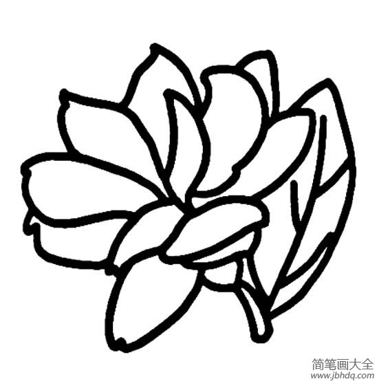 花朵简笔画 茉莉花简笔画图片