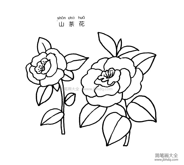 山茶花简笔画图片