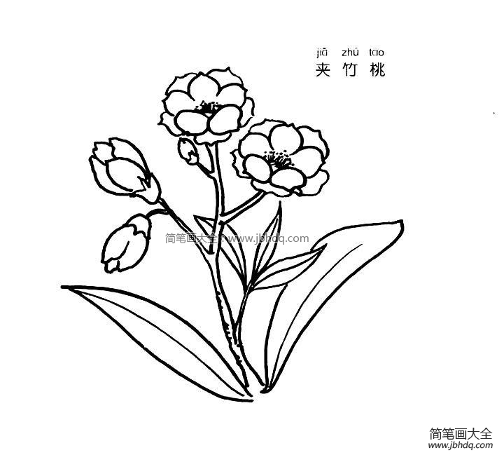 夹竹桃简笔画图片