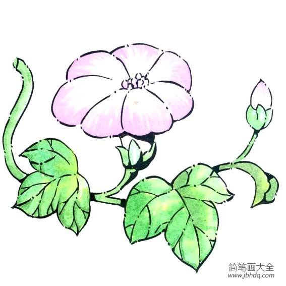 花朵简笔画 彩色牵牛花简笔画