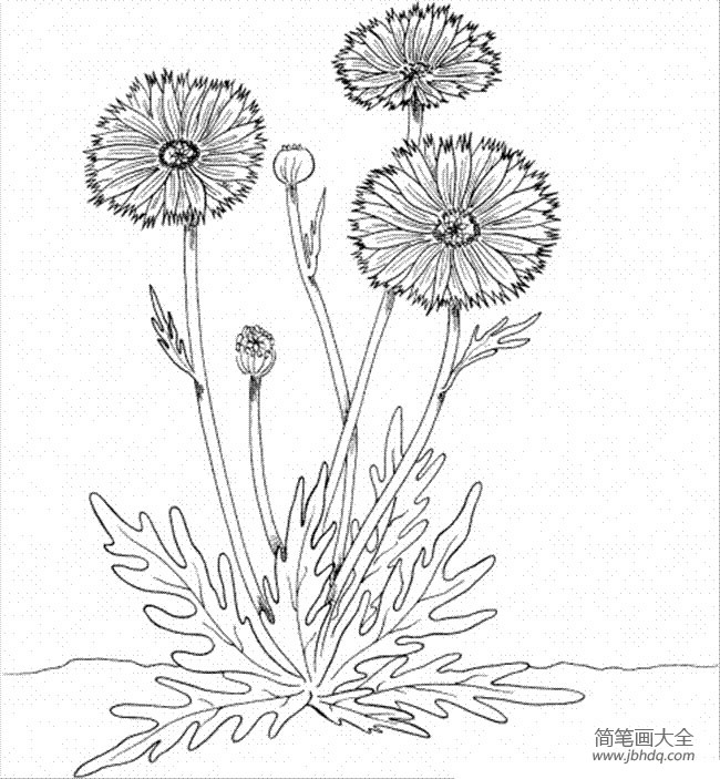 花朵简笔画图片 金盏花简笔画