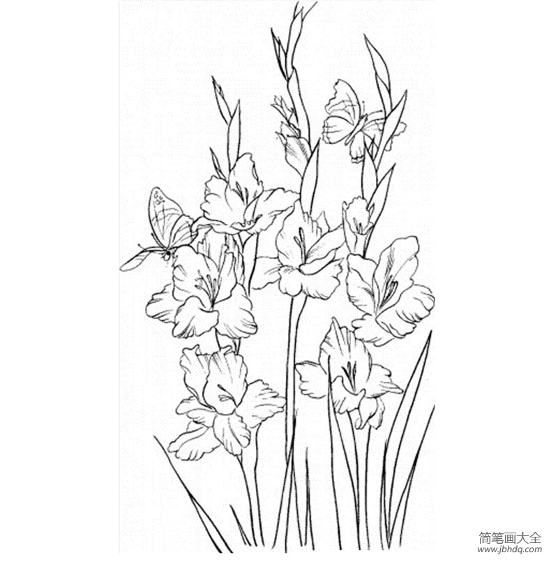 花朵简笔画 唐菖蒲简笔画图片