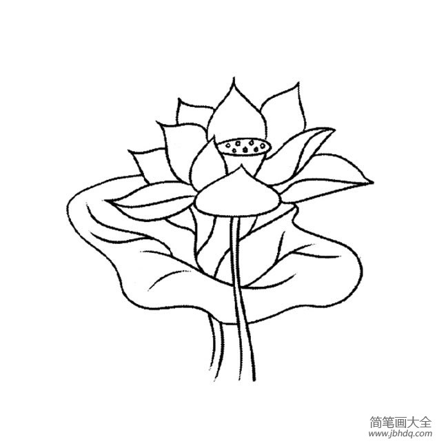 花朵简笔画 荷花简笔画大全