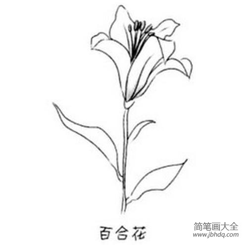 百合花简笔画大全 画百合花的简笔画